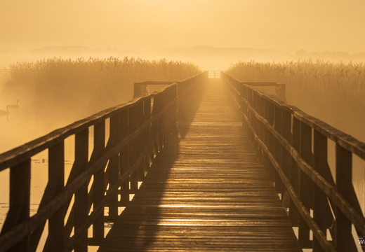 Federseesteg im Nebel